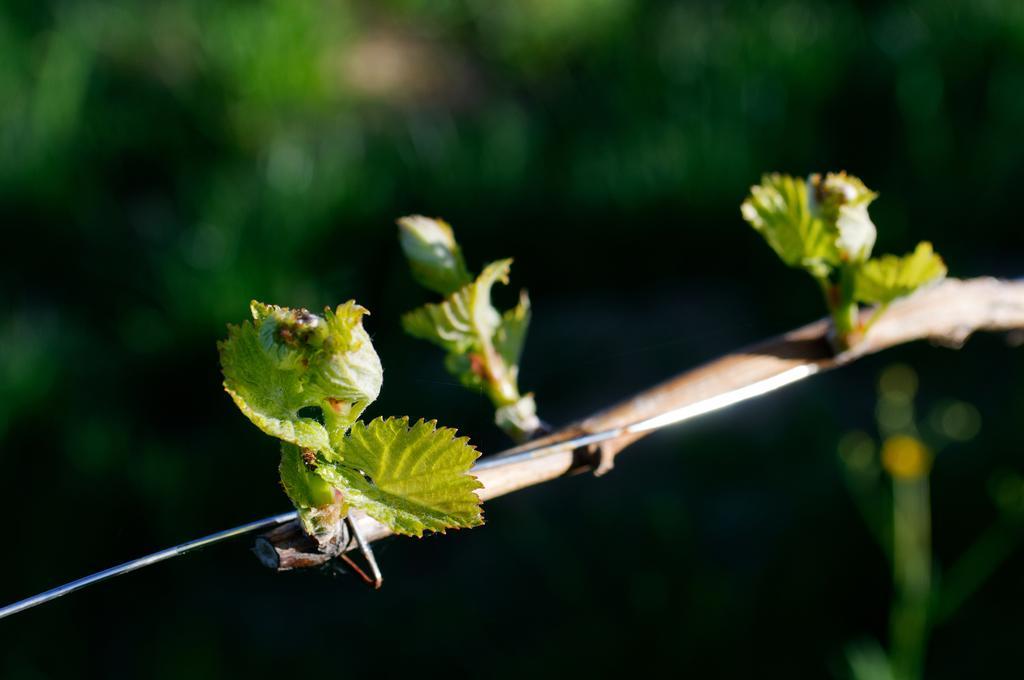 Weingut Winzerzimmer Rothschaedl Leutschach Eksteriør bilde